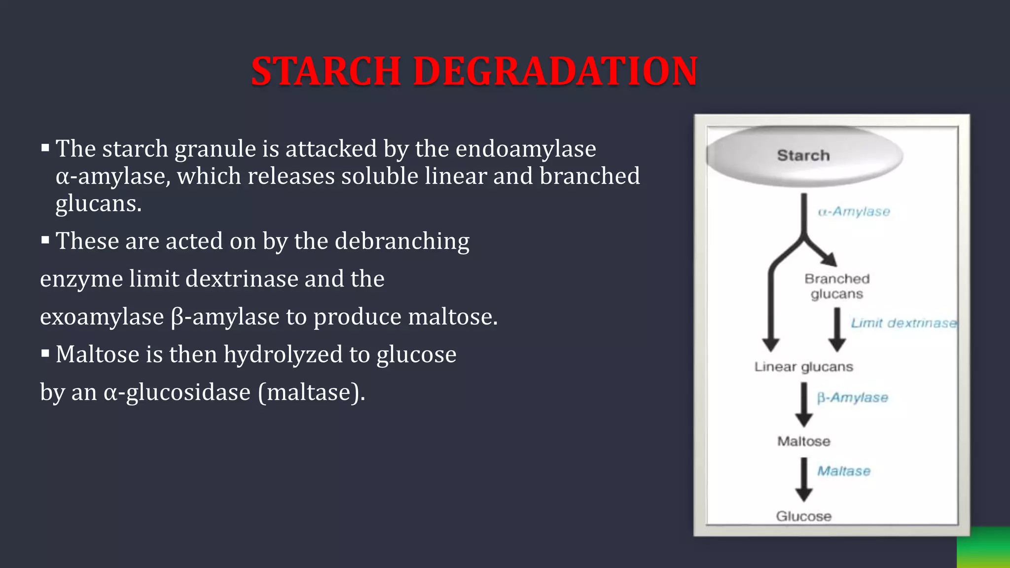 STARCH DEGRADATION
 The starch granule is attacked by the endoamylase
α‐amylase, which releases soluble linear and branched
glucans.
 These are acted on by the debranching
enzyme limit dextrinase and the
exoamylase β‐amylase to produce maltose.
 Maltose is then hydrolyzed to glucose
by an α‐glucosidase (maltase).
 