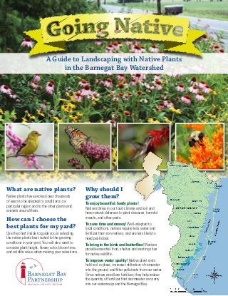 A Guide to Landscaping with Native Plants
                                in the Barnegat Bay Watershed




What are native plants?                            Why should I
Native plants have evolved over thousands          grow them?
of years to be adapted to conditions in a
                                                   To enjoy beautiful, hardy plants!
particular region and to the other plants and
                                                   Natives thrive in our local climate and soil and
animals around them.
                                                   have natural defenses to plant diseases, harmful
                                                   insects, and other pests.
How can I choose the
                                                   To save time and money! Well-adapted to
best plants for my yard?                           local conditions, natives require less water and
Use the chart inside to guide you in selecting     fertilizer than non-natives, and are less likely to
the native plants best suited to the growing       need pesticides.
conditions in your yard. You will also want to     To bring in the birds and butterflies! Natives
consider plant height, flower color, bloom time,   provide essential food, shelter, and nesting sites
and wildlife value when making your selections.    for native wildlife.
                                                   To improve water quality! Native plant roots
                                                   hold soil in place, increase infiltration of rainwater
                                                   into the ground, and filter pollutants from our water.
                                                   Since natives need less fertilizer, they help reduce
                                                   the quantity of fertilizer that stormwater can carry
                                                   into our waterways and the Barnegat Bay.
 