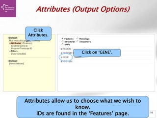 56
Attributes (Output Options)
Click
Attributes.
Attributes allow us to choose what we wish to
know.
IDs are found in the ‘Features’ page.
Click on ‘GENE’.
 