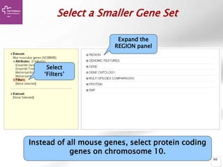 60
Select a Smaller Gene Set
Select
‘Filters’
Expand the
REGION panel
Instead of all mouse genes, select protein coding
genes on chromosome 10.
 