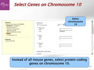 61
Select Genes on Chromosome 10
Select
chromosome
10
Instead of all mouse genes, select protein coding
genes on chromosome 10.
 