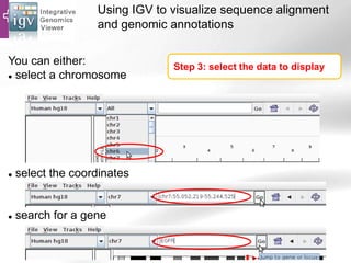 Using IGV to visualize sequence alignment
and genomic annotations
Step 3: select the data to display
You can either:
 select a chromosome
 select the coordinates
 search for a gene
 