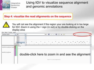 Using IGV to visualize sequence alignment
and genomic annotations
Step 4: visualize the read alignments on the sequence
You will not see the alignment if the region your are looking at in too large
for IGV: Zoom in using the + sign (in red) or by double-clicking on the
display area
double-click here to zoom in and see the alignment
 