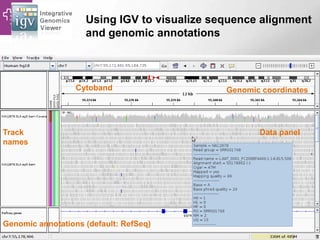 Using IGV to visualize sequence alignment
and genomic annotations
Track
names
Genomic annotations (default: RefSeq)
Cytoband Genomic coordinates
Data panel
 