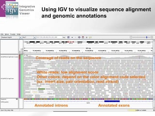 Using IGV to visualize sequence alignment
and genomic annotations
White reads: low alignment score
Other colors: depend on the color alignment code selected
(ex: insert size, pair orientation, read strand)
Annotated exonsAnnotated introns
Coverage of reads on the sequence
 