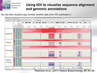Using IGV to visualize sequence alignment
and genomic annotations
You can also visualize copy number variation data (from IGV publication*)
Robinson et al., (2011) Nature Biotechnology 29: 24–26
 