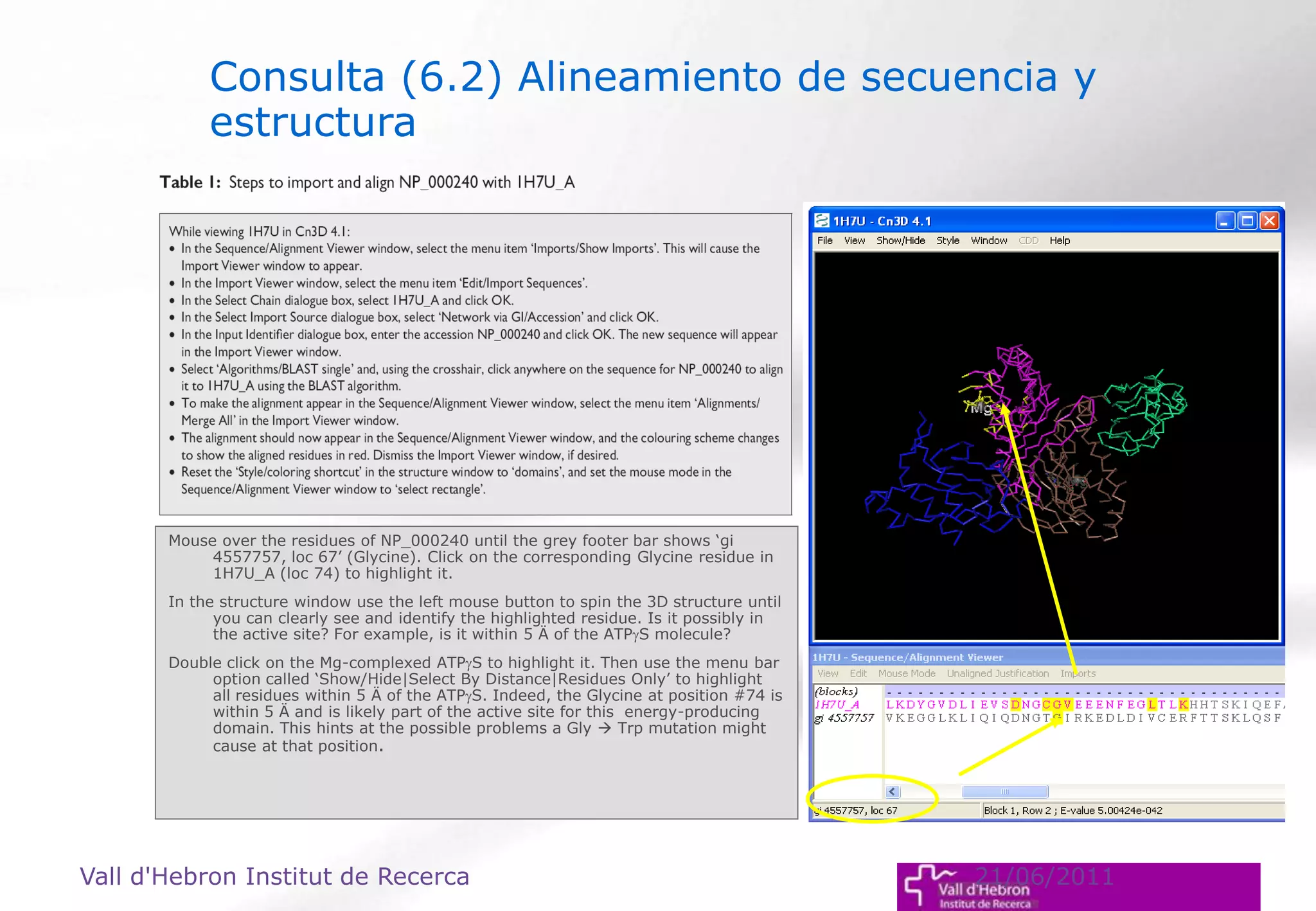 Mouse over the residues of NP_000240 until the grey footer bar shows ‘gi
4557757, loc 67’ (Glycine). Click on the corresponding Glycine residue in
1H7U_A (loc 74) to highlight it.
In the structure window use the left mouse button to spin the 3D structure until
you can clearly see and identify the highlighted residue. Is it possibly in
the active site? For example, is it within 5 Ä of the ATPS molecule?
Double click on the Mg-complexed ATPS to highlight it. Then use the menu bar
option called ‘Show/Hide|Select By Distance|Residues Only’ to highlight
all residues within 5 Ä of the ATPS. Indeed, the Glycine at position #74 is
within 5 Ä and is likely part of the active site for this energy-producing
domain. This hints at the possible problems a Gly  Trp mutation might
cause at that position.
Vall d'Hebron Institut de Recerca 21/06/2011
Consulta (6.2) Alineamiento de secuencia y
estructura
 