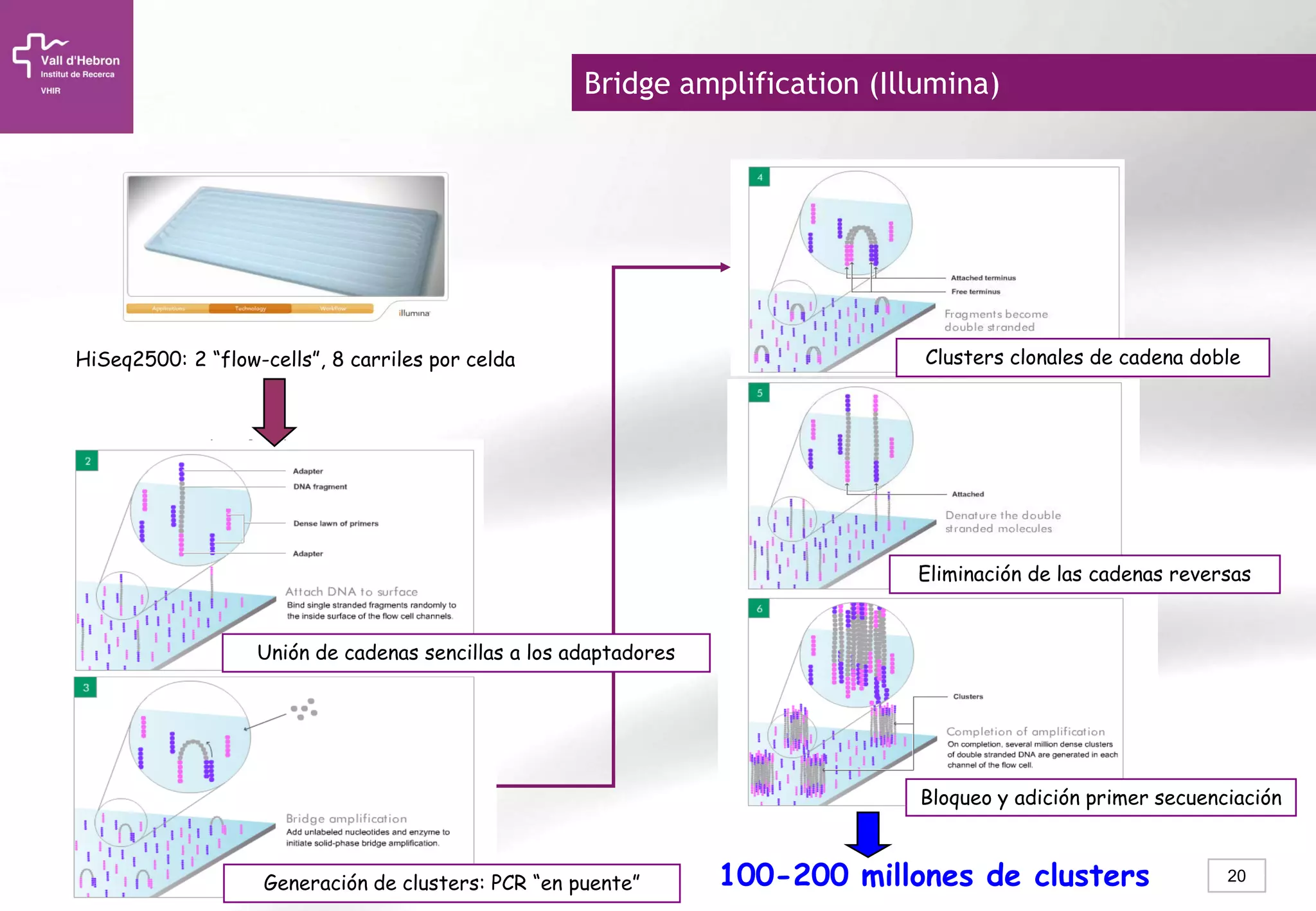 20Generación de clusters: PCR “en puente” 100-200 millones de clusters
HiSeq2500: 2 “flow-cells”, 8 carriles por celda
Unión de cadenas sencillas a los adaptadores
Eliminación de las cadenas reversas
Bloqueo y adición primer secuenciación
Clusters clonales de cadena doble
Bridge amplification (Illumina)
 
