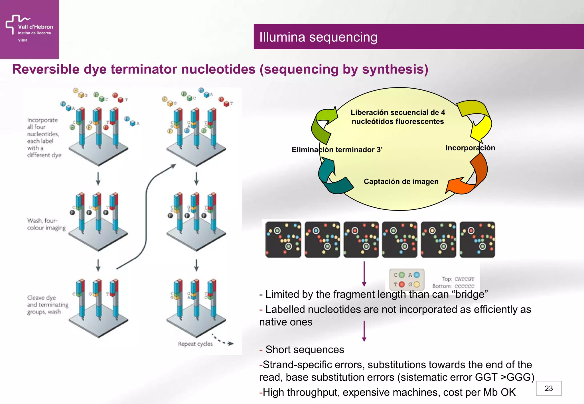 23
Illumina sequencing
- Limited by the fragment length than can “bridge”
- Labelled nucleotides are not incorporated as efficiently as
native ones
- Short sequences
-Strand-specific errors, substitutions towards the end of the
read, base substitution errors (sistematic error GGT >GGG)
-High throughput, expensive machines, cost per Mb OK
Liberación secuencial de 4
nucleótidos fluorescentes
Incorporación
Captación de imagen
Eliminación terminador 3’
Reversible dye terminator nucleotides (sequencing by synthesis)
 