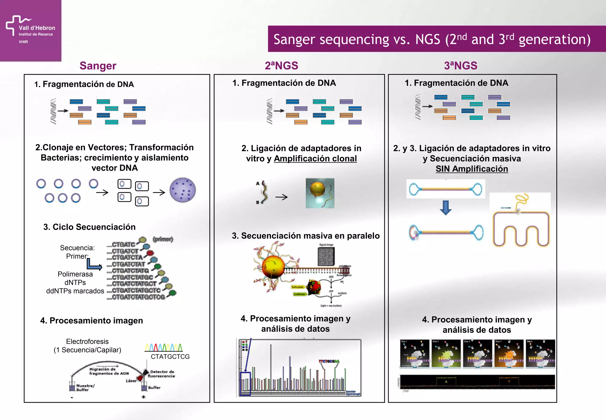 1. Fragmentación de DNA 1. Fragmentación de DNA
2.Clonaje en Vectores; Transformación
Bacterias; crecimiento y aislamiento
vector DNA
2. Ligación de adaptadores in
vitro y Amplificación clonal
3. Ciclo Secuenciación
CTATGCTCG
Secuencia:
Primer:
Polimerasa
dNTPs
ddNTPs marcados
Electroforesis
(1 Secuencia/Capilar)
3. Secuenciación masiva en paralelo
4. Procesamiento imagen y
análisis de datos
4. Procesamiento imagen
1. Fragmentación de DNA
2. y 3. Ligación de adaptadores in vitro
y Secuenciación masiva
SIN Amplificación
Sanger 2ªNGS 3ªNGS
Sanger sequencing vs. NGS (2nd and 3rd generation)
4. Procesamiento imagen y
análisis de datos
 