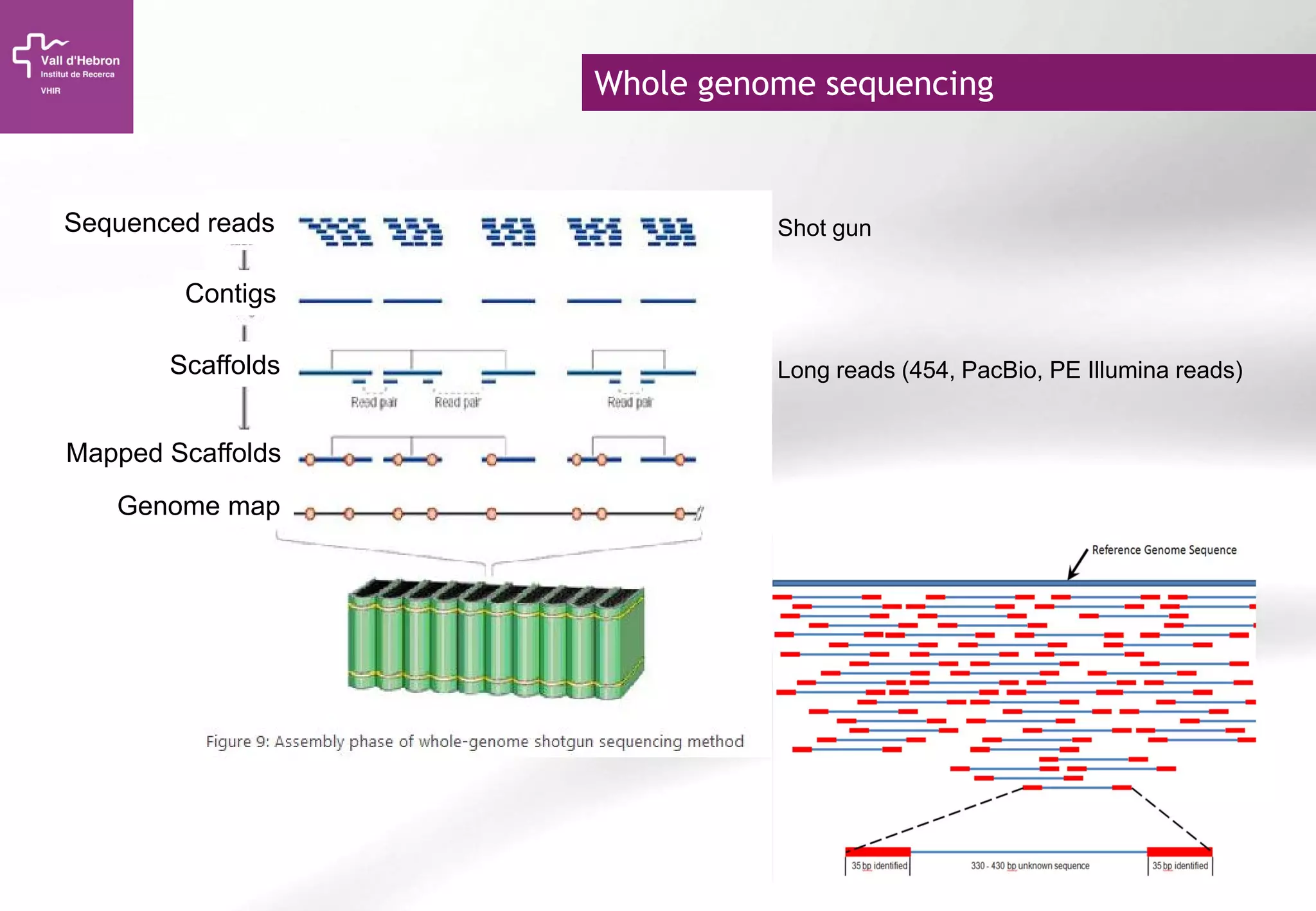 Whole genome sequencing
Sequenced reads
Contigs
Scaffolds
Mapped Scaffolds
Genome map
Long reads (454, PacBio, PE Illumina reads)
Shot gun
 