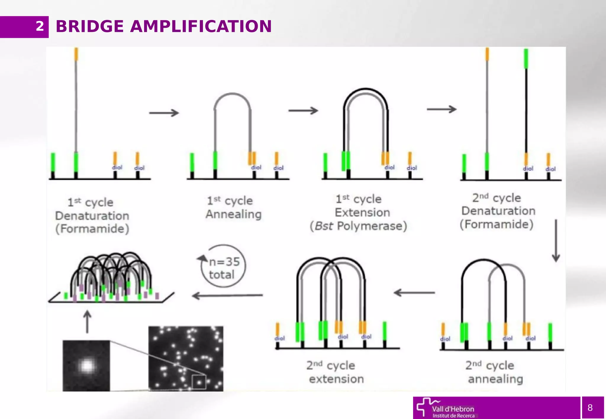 BRIDGE AMPLIFICATION
8
2
 