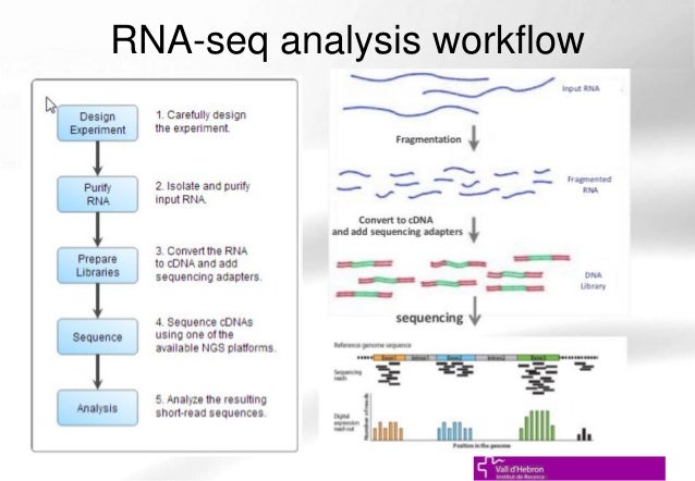 introduction to rna seq and rna seq data analysis ueb uat bioinforma rna seq analysis