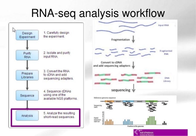 rnaseq workflow introduction to rna seq and rna seq data analysis ueb uat rnaseq workflow introduction to rna seq and rna seq data analysis ueb uat