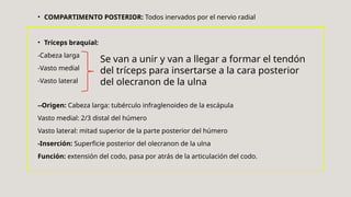 • COMPARTIMENTO POSTERIOR: Todos inervados por el nervio radial
• Tríceps braquial:
-Cabeza larga
-Vasto medial
-Vasto lateral
--Origen: Cabeza larga: tubérculo infraglenoideo de la escápula
Vasto medial: 2/3 distal del húmero
Vasto lateral: mitad superior de la parte posterior del húmero
-Inserción: Superficie posterior del olecranon de la ulna
Función: extensión del codo, pasa por atrás de la articulación del codo.
Se van a unir y van a llegar a formar el tendón
del tríceps para insertarse a la cara posterior
del olecranon de la ulna
 