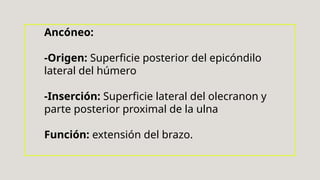 Ancóneo:
-Origen: Superficie posterior del epicóndilo
lateral del húmero
-Inserción: Superficie lateral del olecranon y
parte posterior proximal de la ulna
Función: extensión del brazo.
 