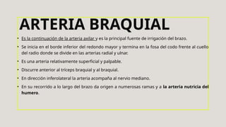 • Es la continuación de la arteria axilar y es la principal fuente de irrigación del brazo.
• Se inicia en el borde inferior del redondo mayor y termina en la fosa del codo frente al cuello
del radio donde se divide en las arterias radial y ulnar.
• Es una arteria relativamente superficial y palpable.
• Discurre anterior al tríceps braquial y al braquial.
• En dirección inferolateral la arteria acompaña al nervio mediano.
• En su recorrido a lo largo del brazo da origen a numerosas ramas y a la arteria nutricia del
humero.
ARTERIA BRAQUIAL
 