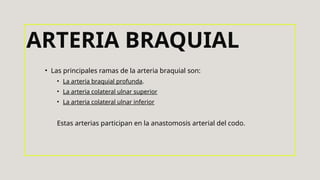 • Las principales ramas de la arteria braquial son:
• La arteria braquial profunda.
• La arteria colateral ulnar superior
• La arteria colateral ulnar inferior
Estas arterias participan en la anastomosis arterial del codo.
ARTERIA BRAQUIAL
 