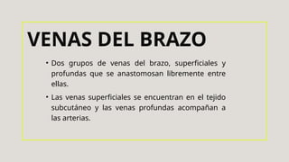 • Dos grupos de venas del brazo, superficiales y
profundas que se anastomosan libremente entre
ellas.
• Las venas superficiales se encuentran en el tejido
subcutáneo y las venas profundas acompañan a
las arterias.
VENAS DEL BRAZO
 
