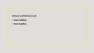 VENAS SUPERFICIALES
• Vena cefálica
• Vena basílica
 