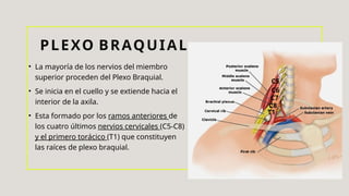 PLEXO BRAQUIAL
• La mayoría de los nervios del miembro
superior proceden del Plexo Braquial.
• Se inicia en el cuello y se extiende hacia el
interior de la axila.
• Esta formado por los ramos anteriores de
los cuatro últimos nervios cervicales (C5-C8)
y el primero torácico (T1) que constituyen
las raíces de plexo braquial.
C5
C6
C7
C8
T1
 