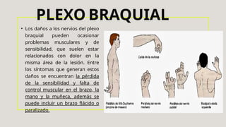 • Los daños a los nervios del plexo
braquial pueden ocasionar
problemas musculares y de
sensibilidad, que suelen estar
relacionados con dolor en la
misma área de la lesión. Entre
los síntomas que generan estos
daños se encuentran la pérdida
de la sensibilidad y falta de
control muscular en el brazo, la
mano y la muñeca, además se
puede incluir un brazo flácido o
paralizado.
PLEXO BRAQUIAL
 