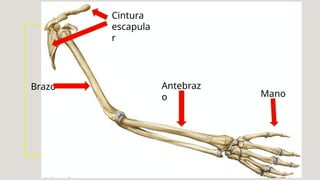 Cintura
escapula
r
Brazo Antebraz
o Mano
 
