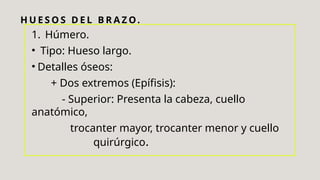 H U E S O S D E L B R A Z O.
1. Húmero.
• Tipo: Hueso largo.
• Detalles óseos:
+ Dos extremos (Epífisis):
- Superior: Presenta la cabeza, cuello
anatómico,
trocanter mayor, trocanter menor y cuello
quirúrgico.
 