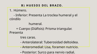 B ) H U E S O S D E L B R A Z O.
1. Húmero.
- Inferior: Presenta La troclea humeral y el
cóndilo
humeral.
+ Cuerpo (Diáfisis): Prisma triangular.
Presenta
tres caras.
- Anterolateral: Tuberosidad deltoidea.
- Anteromedial: Lisa, foramen nutricio.
- Posterior: Surco para nervio radial.
 