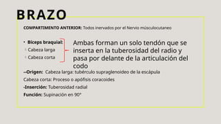 BRAZO
COMPARTIMENTO ANTERIOR: Todos inervados por el Nervio músculocutaneo
• Bíceps braquial:
Cabeza larga
Cabeza corta
--Origen: Cabeza larga: tubérculo supraglenoideo de la escápula
Cabeza corta: Proceso o apófisis coracoides
-Inserción: Tuberosidad radial
Función: Supinación en 90°
Ambas forman un solo tendón que se
inserta en la tuberosidad del radio y
pasa por delante de la articulación del
codo
 