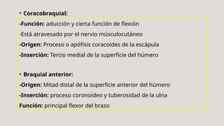 • Coracobraquial:
-Función: aducción y cierta función de flexión
-Está atravesado por el nervio músculocutáneo
-Origen: Proceso o apófisis coracoides de la escápula
-Inserción: Tercio medial de la superficie del húmero
• Braquial anterior:
-Origen: Mitad distal de la superficie anterior del húmero
-Inserción: proceso coronoideo y tuberosidad de la ulna
Función: principal flexor del brazo
 