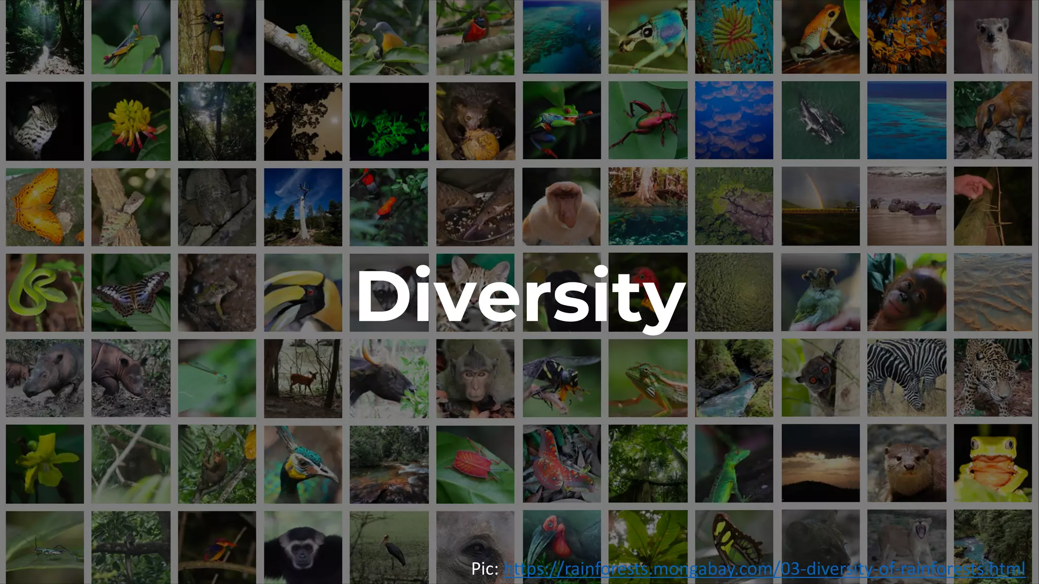 Diversity
Pic: https://rainforests.mongabay.com/03-diversity-of-rainforests.html
 