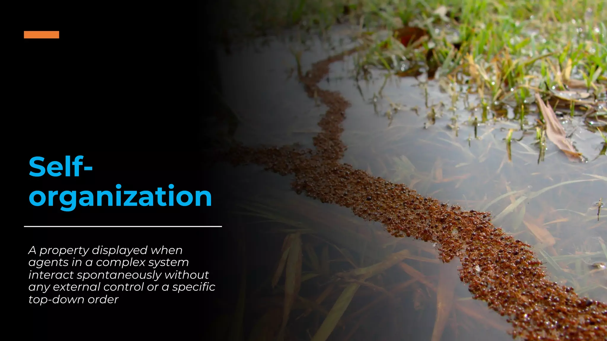 Self-
organization
A property displayed when
agents in a complex system
interact spontaneously without
any external control or a specific
top-down order
 