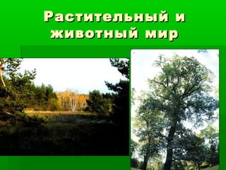 Растительный и
 животный мир
 