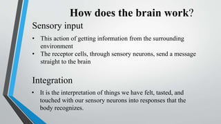 How does the brain work?
• This action of getting information from the surrounding
environment
• The receptor cells, through sensory neurons, send a message
straight to the brain
Sensory input
Integration
• It is the interpretation of things we have felt, tasted, and
touched with our sensory neurons into responses that the
body recognizes.
 