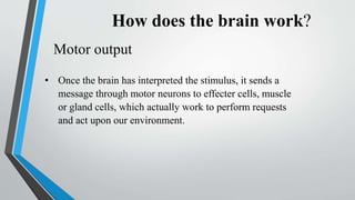 How does the brain work?
Motor output
• Once the brain has interpreted the stimulus, it sends a
message through motor neurons to effecter cells, muscle
or gland cells, which actually work to perform requests
and act upon our environment.
 