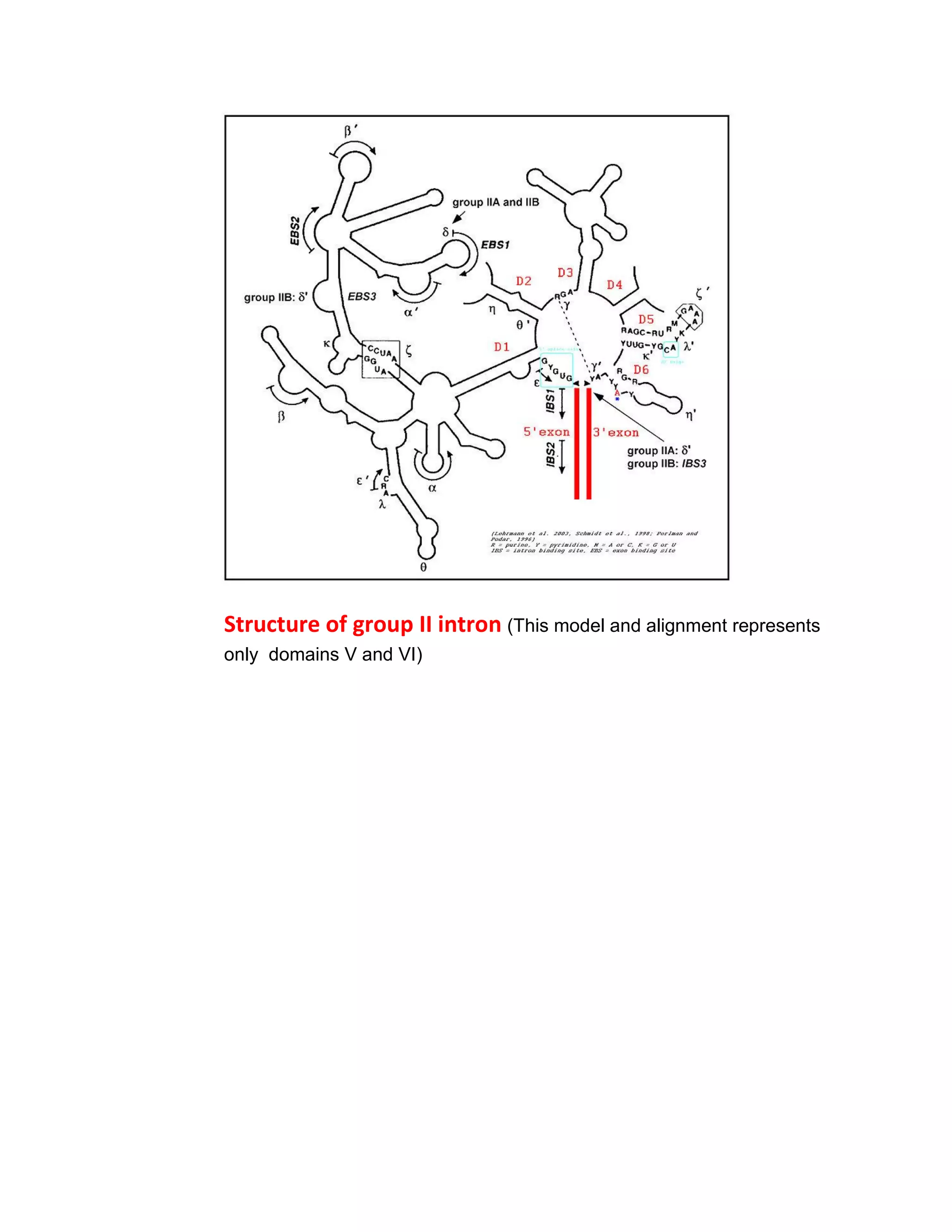 Structure of group II intron (This model and alignment represents
only domains V and VI)
 