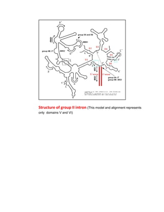 Intron and types | PDF