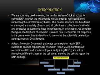 DNA REPAIR MECHANISM AND THEIR TYPES.pptx