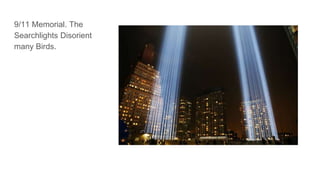 9/11 Memorial. The
Searchlights Disorient
many Birds.
 