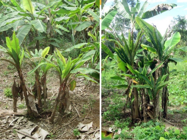 RTB-led International Alliance for Banana Bunchy Top ...