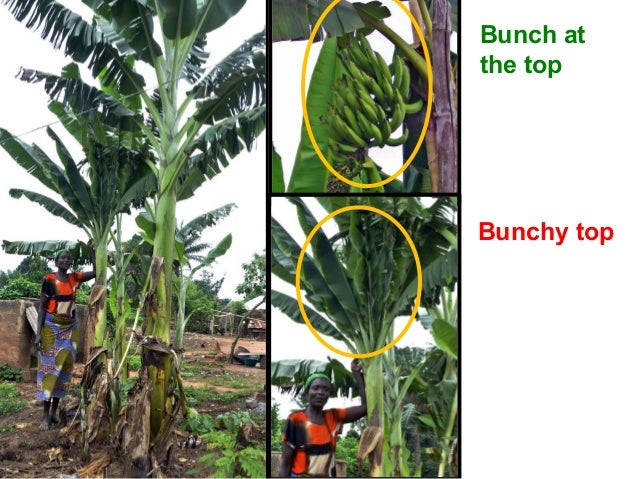 RTB-led International Alliance for Banana Bunchy Top ...