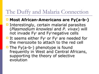 The Duffy and Malaria Connection
 Most African-Americans are Fy(a-b-)
 Interestingly, certain malarial parasites
  (Plasmodium knowlesi and P. vivax) will
  not invade Fya and Fyb negative cells
 It seems either Fya or Fyb are needed for
  the merozoite to attach to the red cell
 The Fy(a-b-) phenotype is found
  frequently in West and Central Africans,
  supporting the theory of selective
  evolution
 