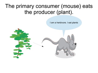 The primary consumer (mouse) eats
the producer (plant).
I am a herbivore. I eat plants

 