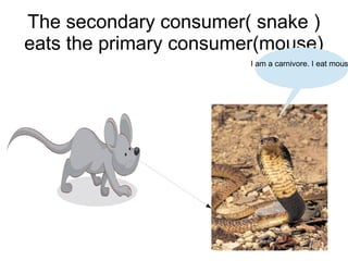 The secondary consumer( snake )
eats the primary consumer(mouse)

I am a carnivore. I eat mous

 
