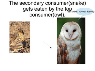 The secondary consumer(snake)
gets eaten by the topsnake. Yummy! Yummy!
I eat
consumer(owl).

 