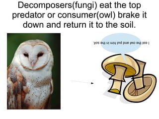 Decomposers(fungi) eat the top
predator or consumer(owl) brake it
down and return it to the soil.
I eat the owl and put him in the soil.

 