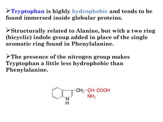 Tryptophan is highly hydrophobic and tends to be
found immersed inside globular proteins. 
Structurally related to Alanine, but with a two ring
(bicyclic) indole group added in place of the single
aromatic ring found in Phenylalanine. 
The presence of the nitrogen group makes
Tryptophan a little less hydrophobic than
Phenylalanine.
 