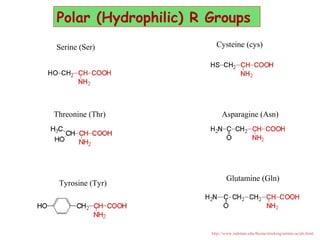 Polar (Hydrophilic) R Groups
Serine (Ser) Cysteine (cys)
Glutamine (Gln)
Asparagine (Asn)
Tyrosine (Tyr)
Threonine (Thr)
http://www.indstate.edu/thcme/mwking/amino-acids.html
 