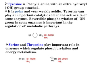 Tyrosine is Phenylalanine with an extra hydroxyl
(-OH) group attached. 
It is polar and very weakly acidic.  Tyrosine can
play an important catalytic role in the active site of
some enzymes. Reversible phosphorylation of –OH
group in some enzymes is important in the
regulation of  metabolic pathways
Serine and Threonine play important role in
enzymes which regulate phosphorylation and
energy metabolism.
 